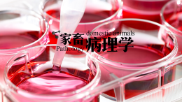 家畜病理学课程封面