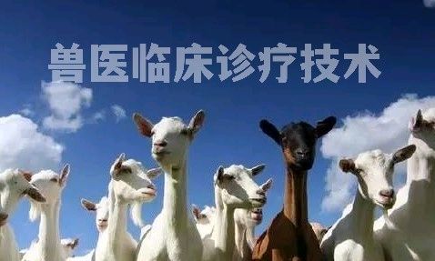 兽医临床诊疗技术(2023)课程封面