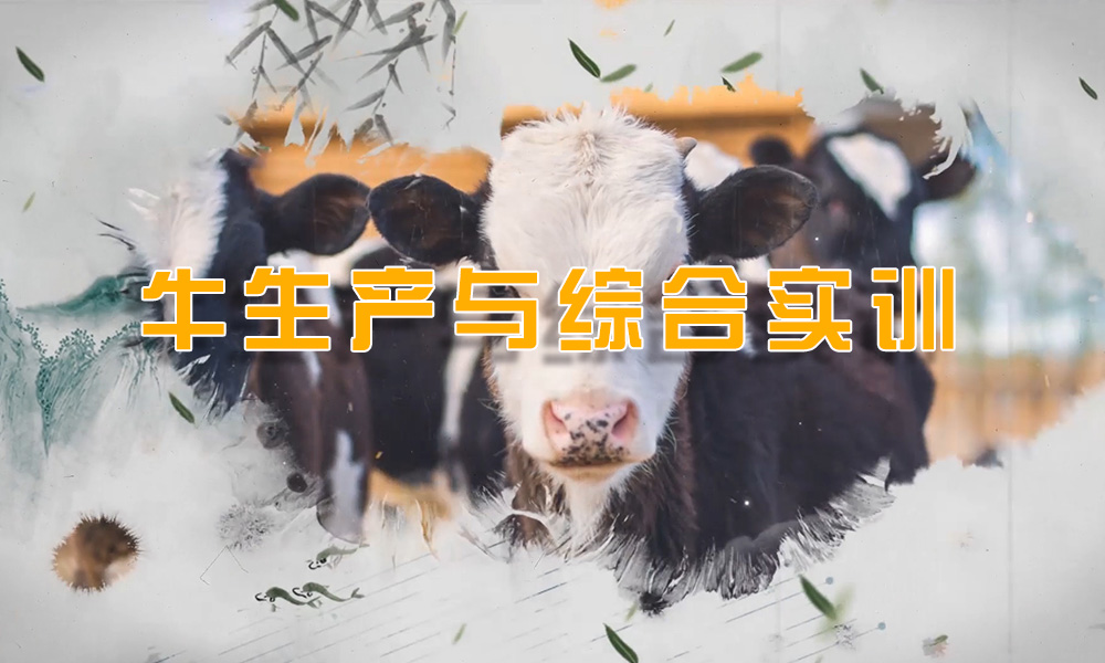 牛生产与综合实训（1期）课程封面