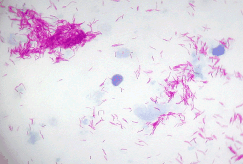 病原生物学课程封面