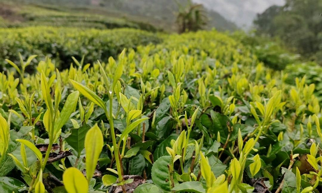植物生长发育与环境课程封面
