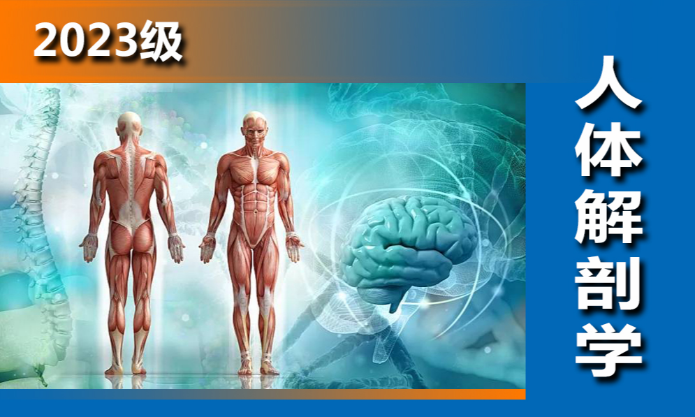人体解剖学课程封面