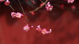 [公开课]花卉欣赏课程封面