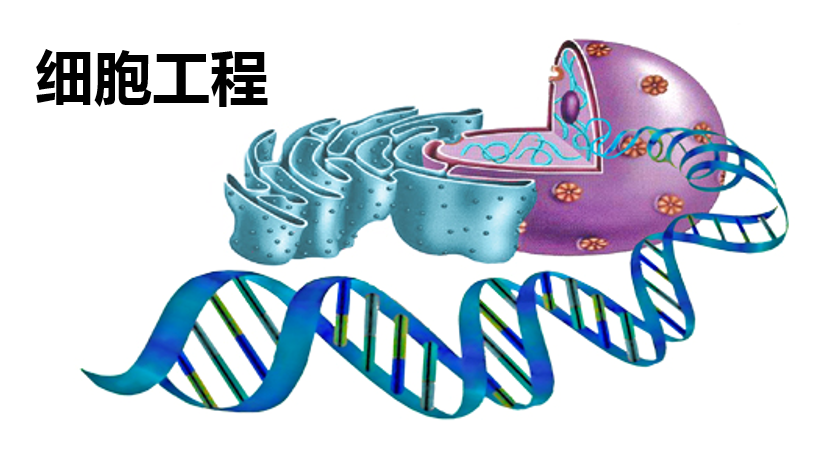 细胞工程课程封面