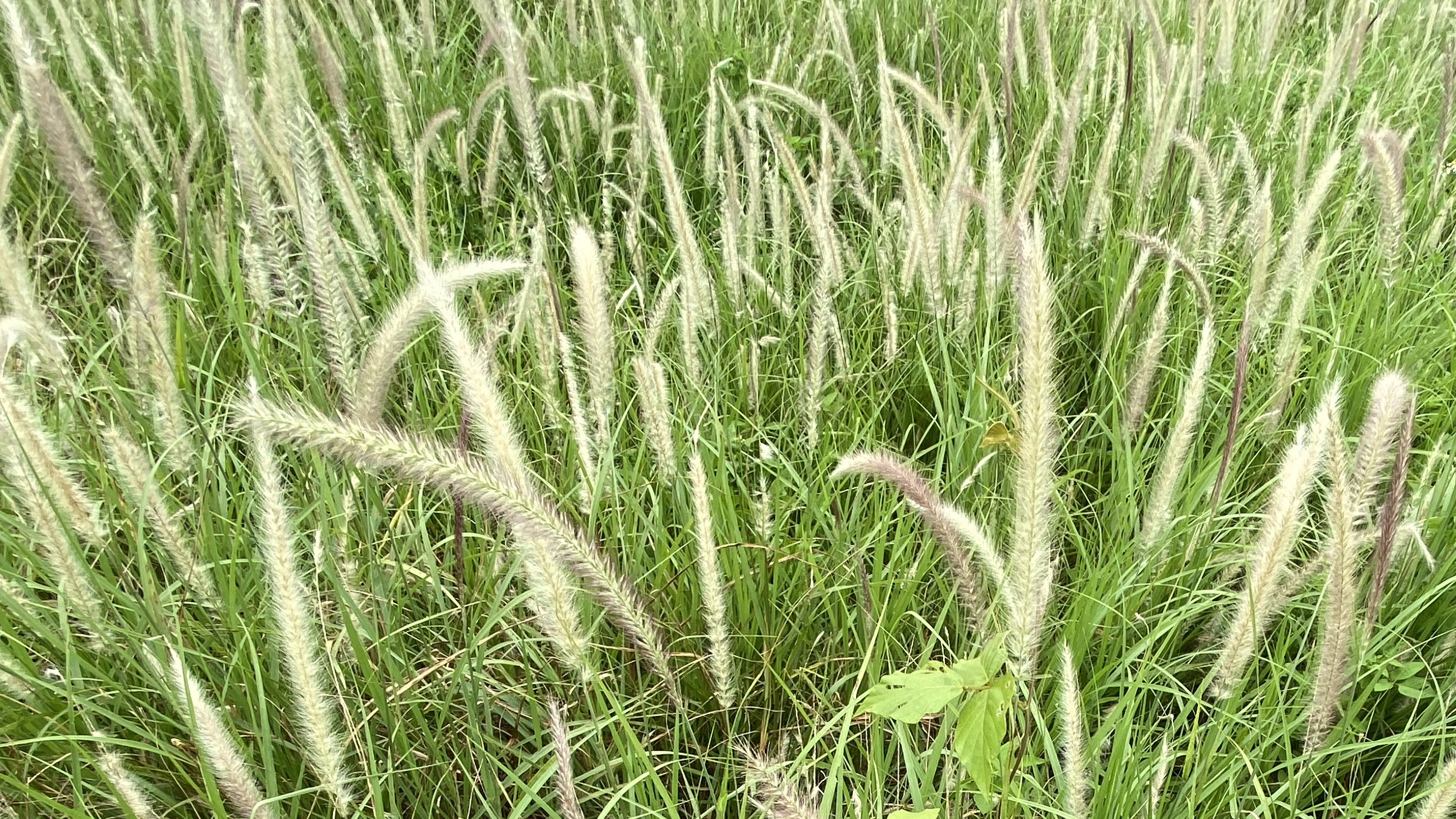 日语II课程封面