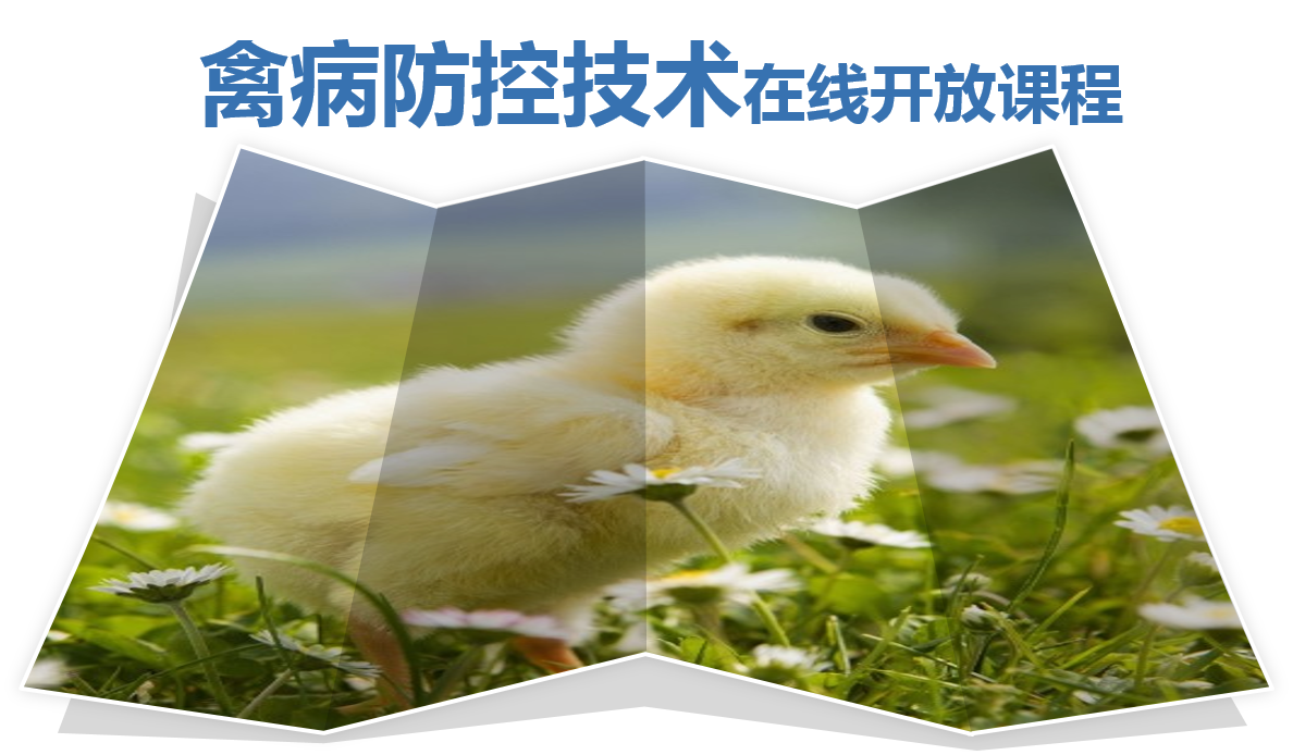 禽病防控技术课程封面