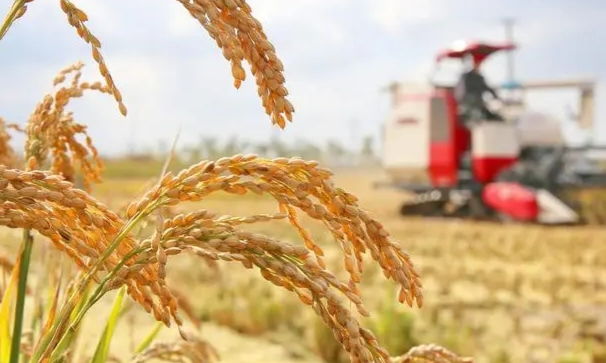 中国农业简史 A Brief History of Chinese Agriculture-副本课程封面