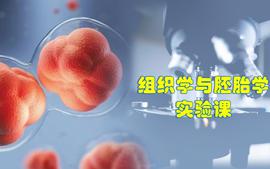 组织学与胚胎学实验课2022-2023第二学期课程封面