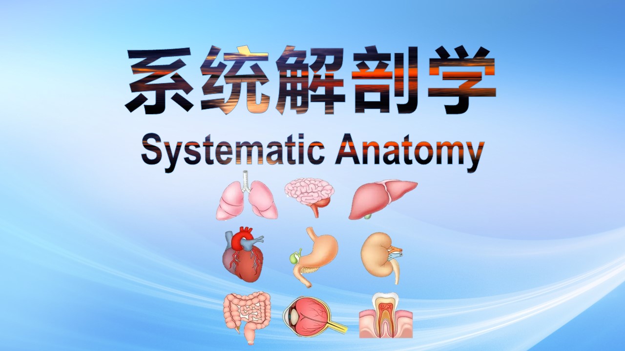系统解剖学课程封面