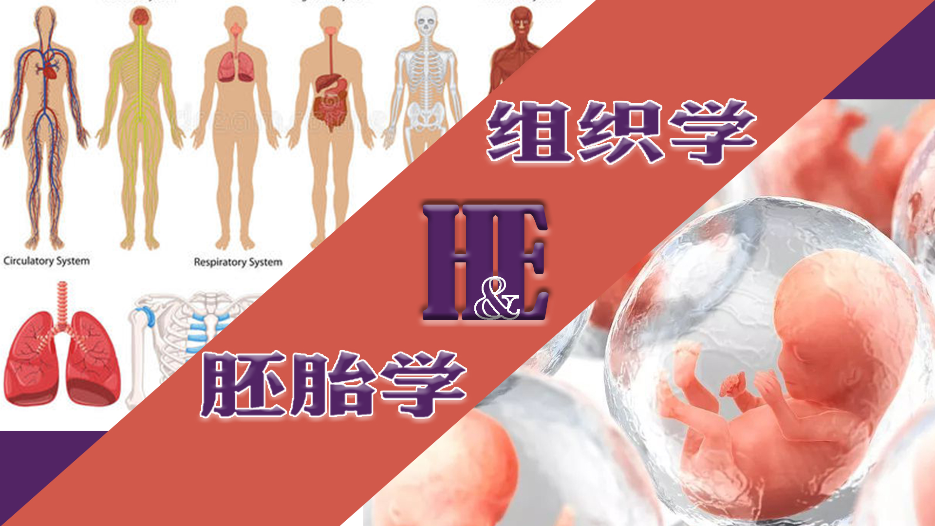 组织学与胚胎学(2023春季)课程封面