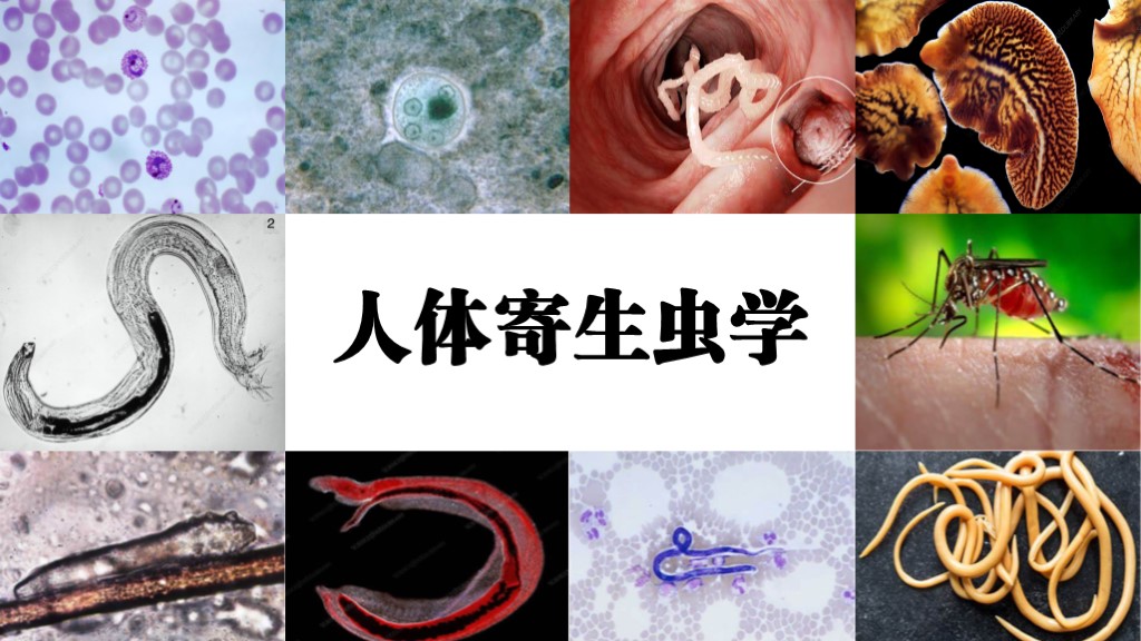 人体寄生虫学课程封面