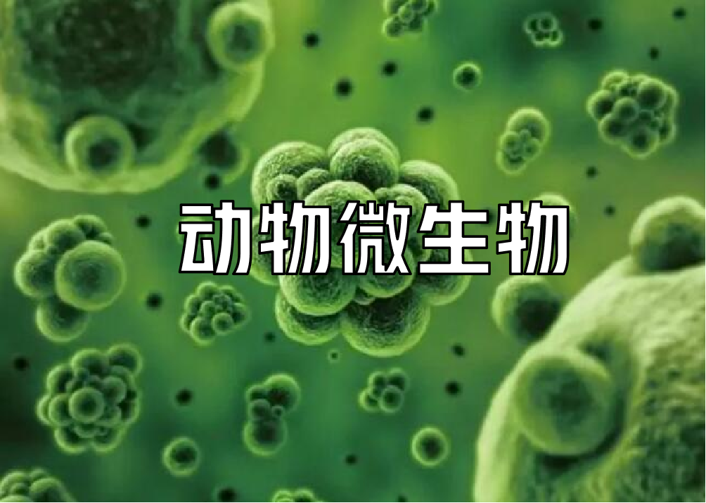 动物微生物课程封面