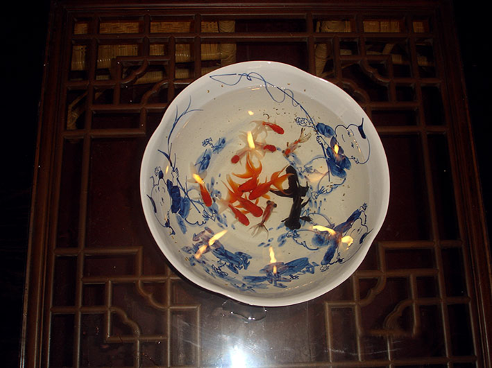 观赏鱼饲养与鉴赏课程封面