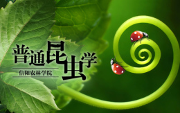[共享课]普通昆虫学课程封面