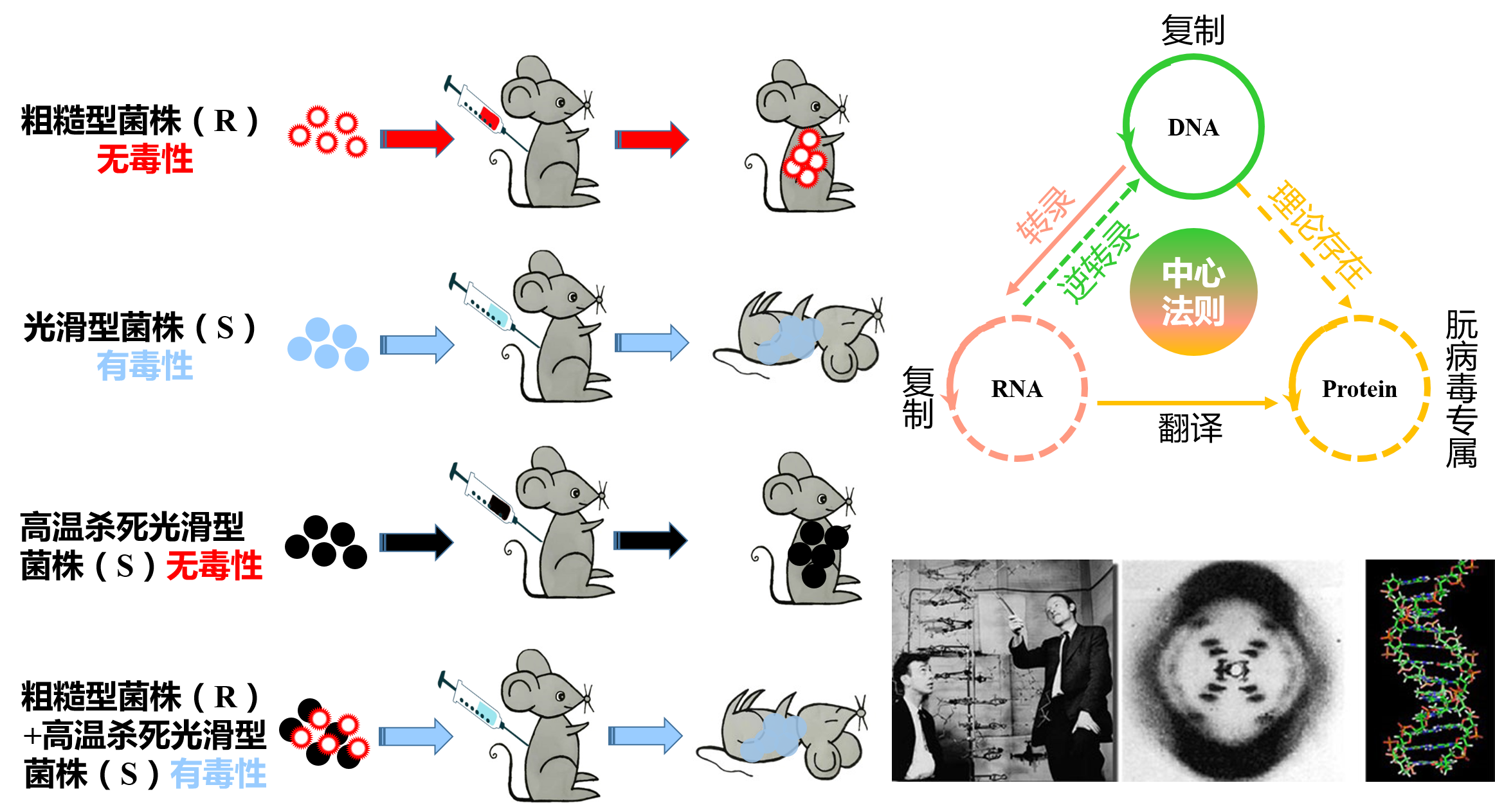 分子生物学课程封面