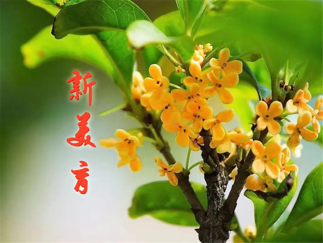 新美育课程封面