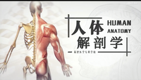 人体解剖学课程封面