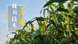 玉米栽培技术课程封面