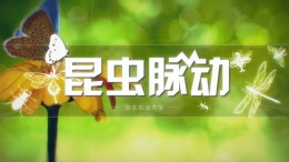 昆虫脉动课程封面