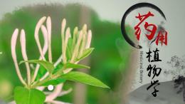 药用植物学（广东药科大学）课程封面