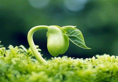 植物生理学课程封面