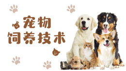 宠物饲养技术课程封面