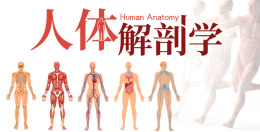 人体解剖学课程封面