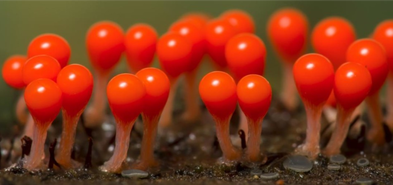 微生物学课程封面
