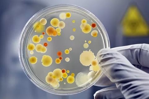 食品微生物检测技术2课程封面