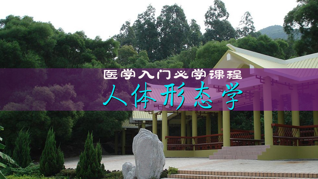 人体形态学课程(解剖+组胚)课程封面
