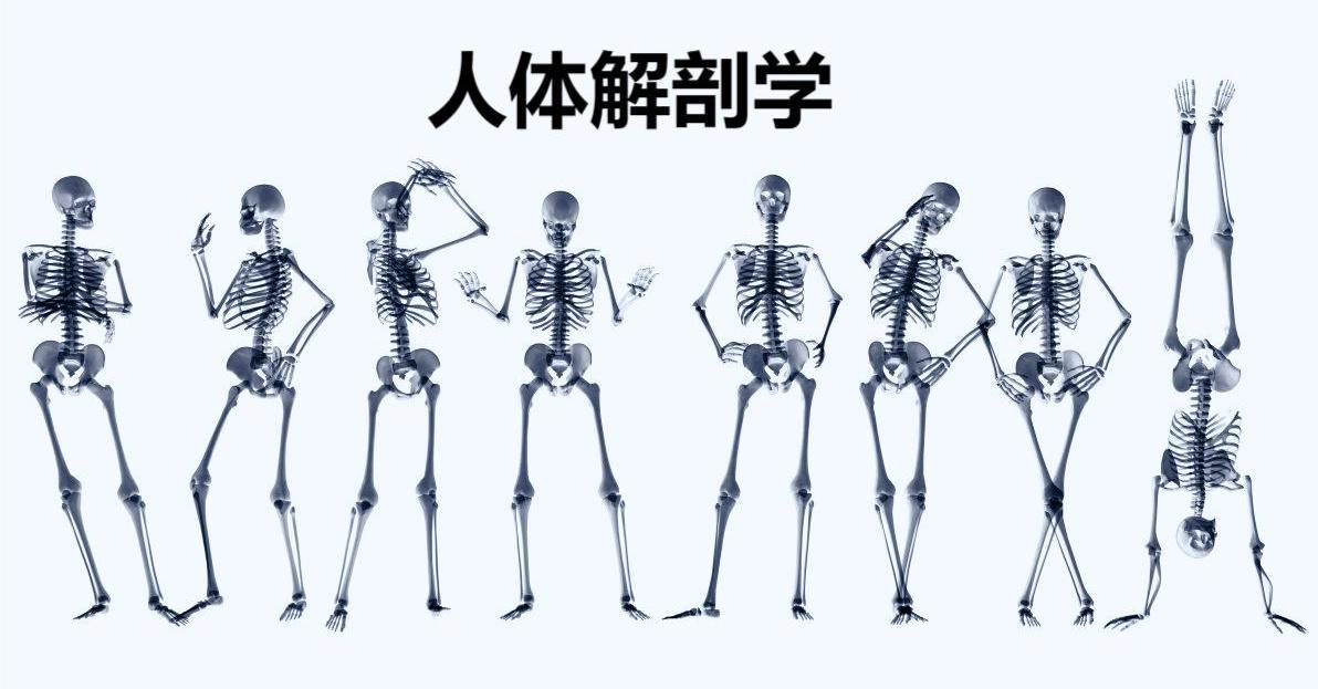 人体解剖学课程封面