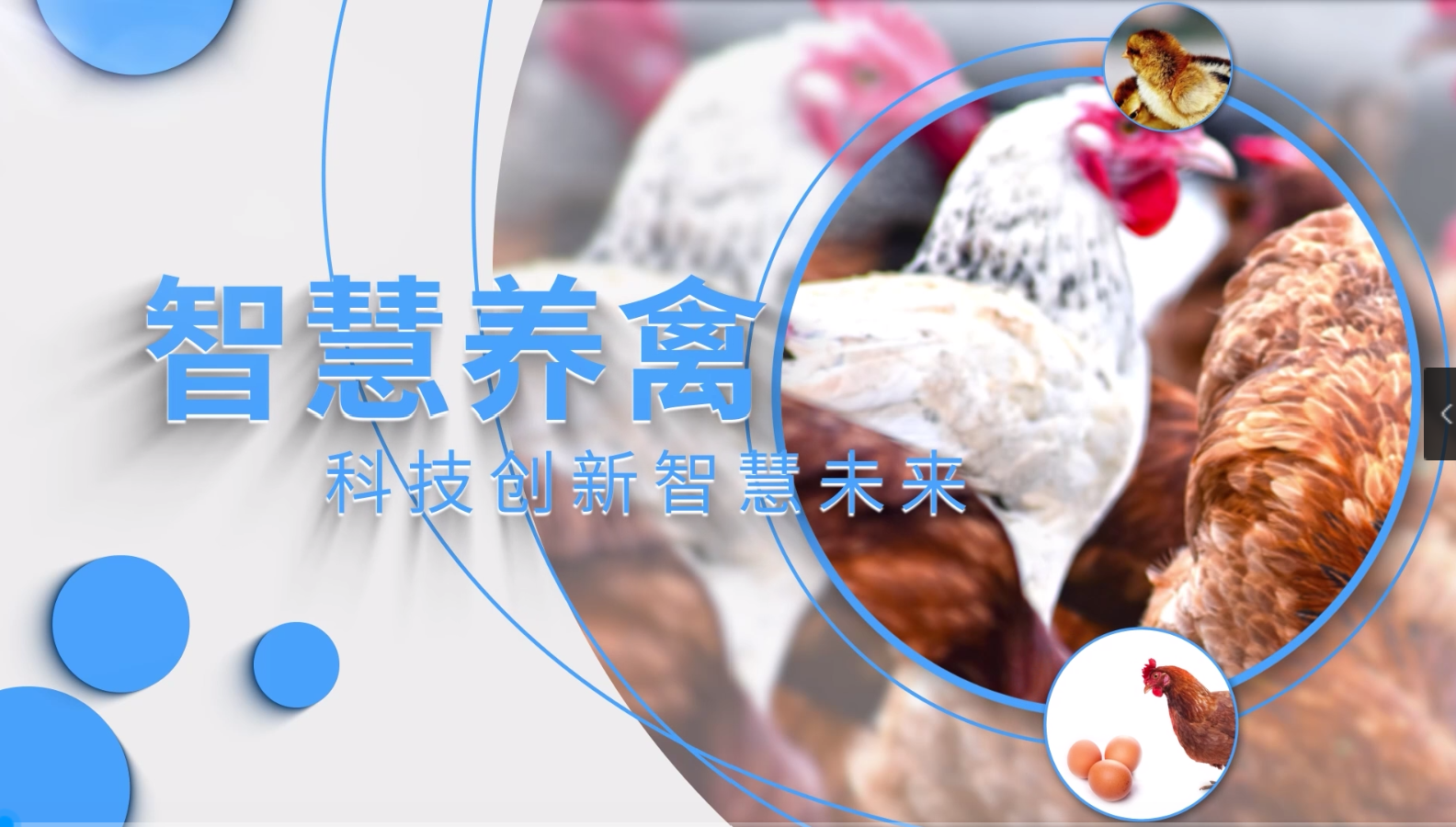 智慧养禽课程封面