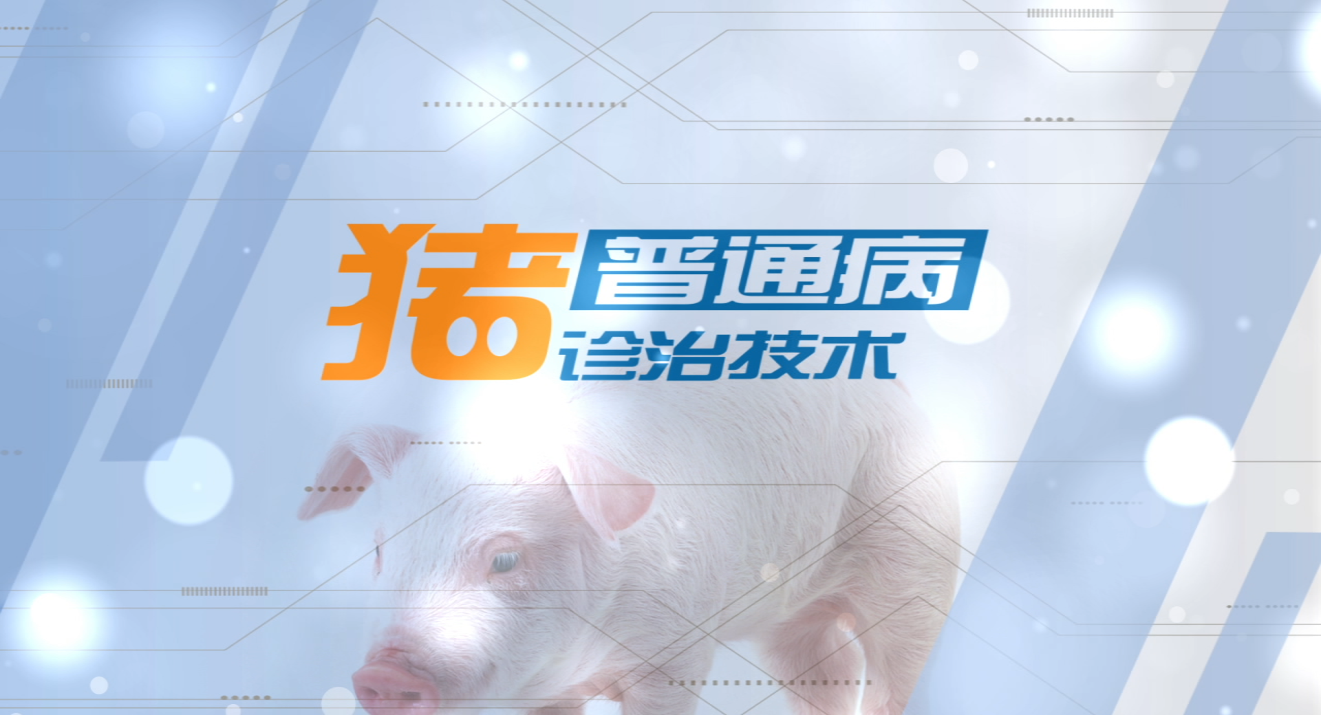 猪普通病诊治技术（第5期）课程封面