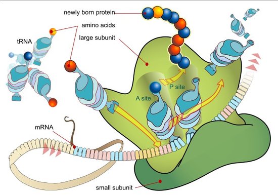 生物化学与分子生物学课程封面