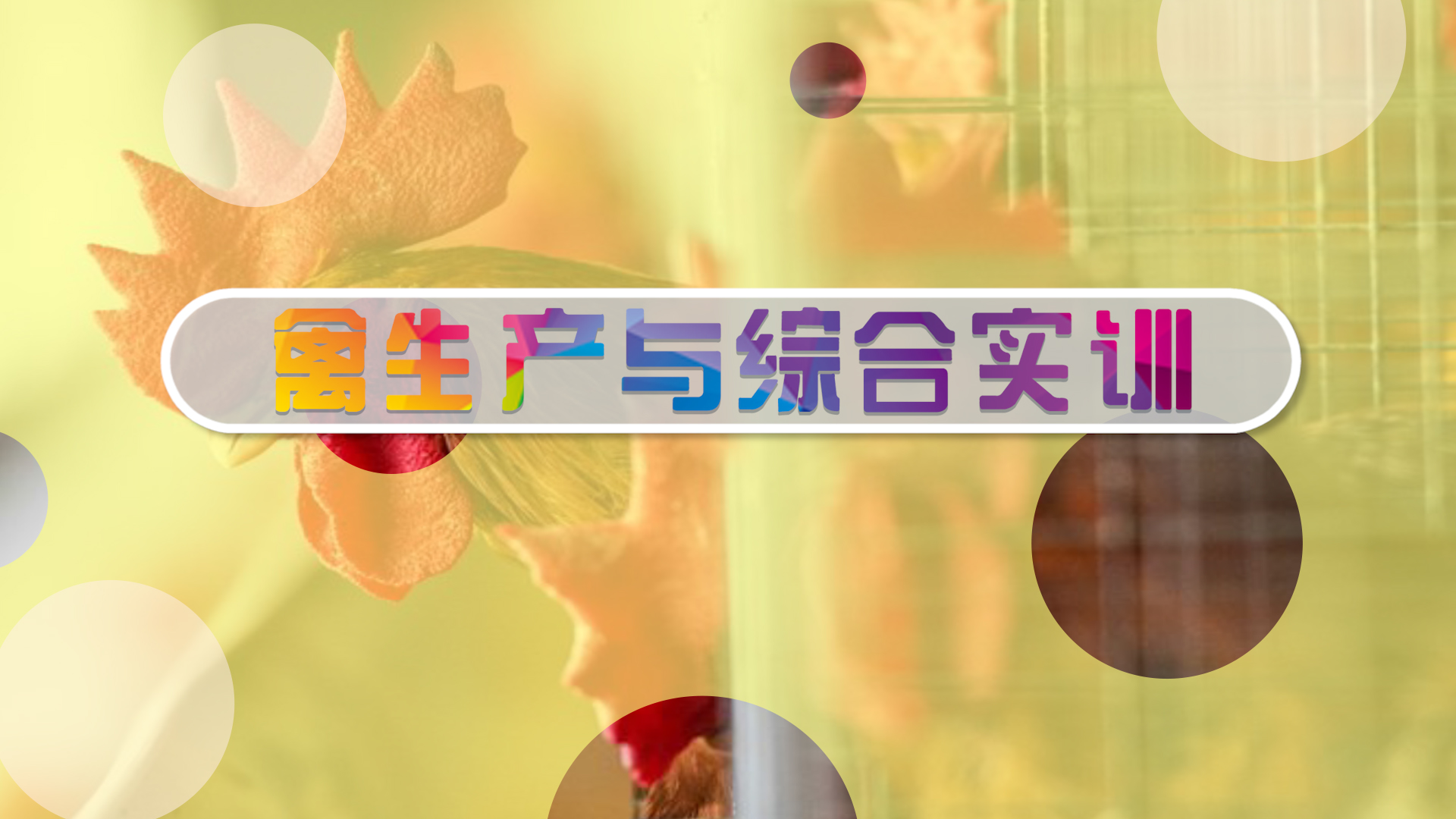 禽生产与综合实训课程封面