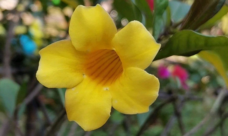 植物学课程封面