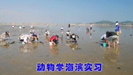 动物学海滨实习课程封面