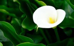 观赏植物分类学课程封面