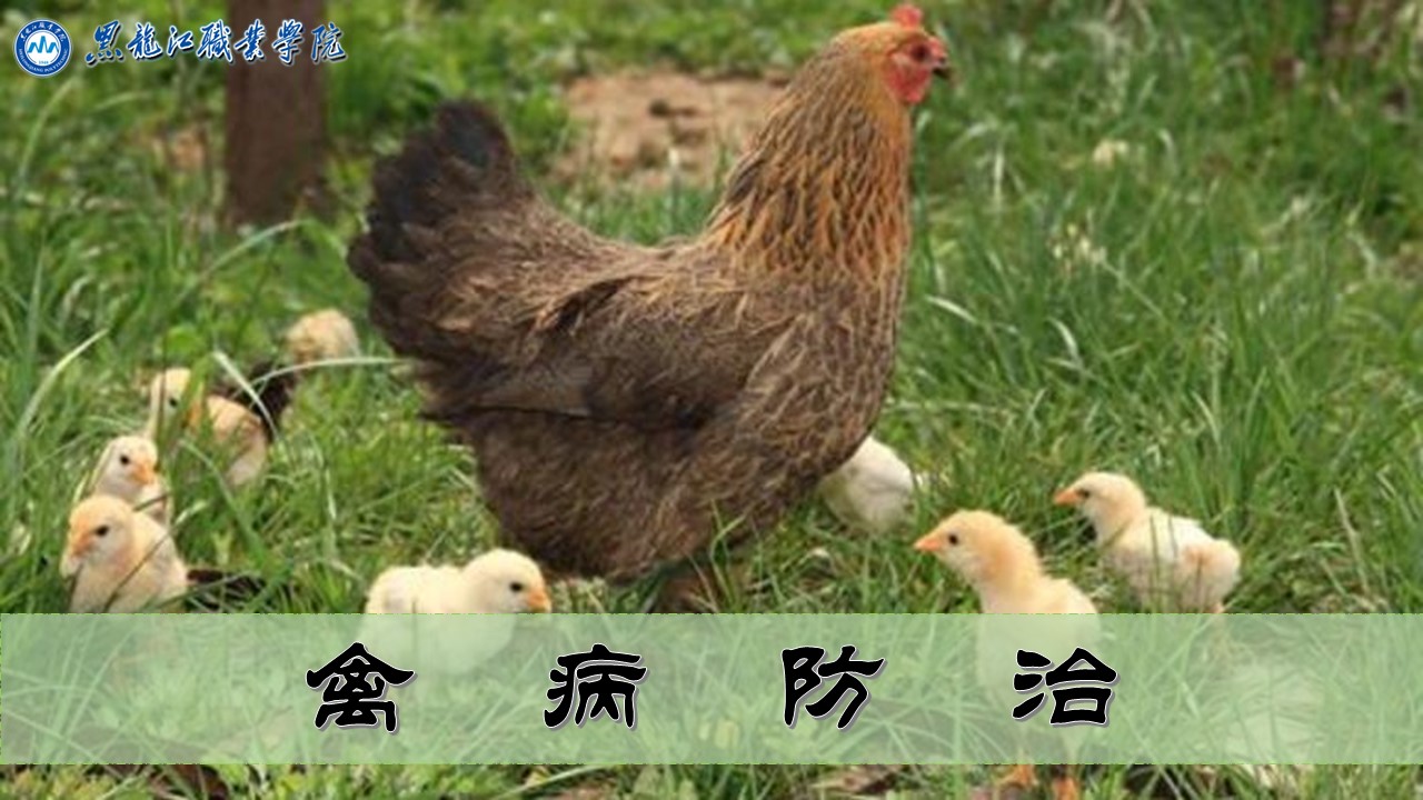 禽病防治课程封面