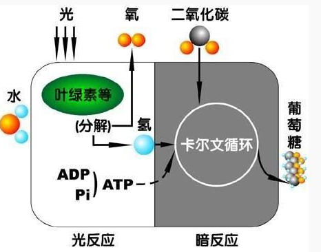 植物生理学课程封面