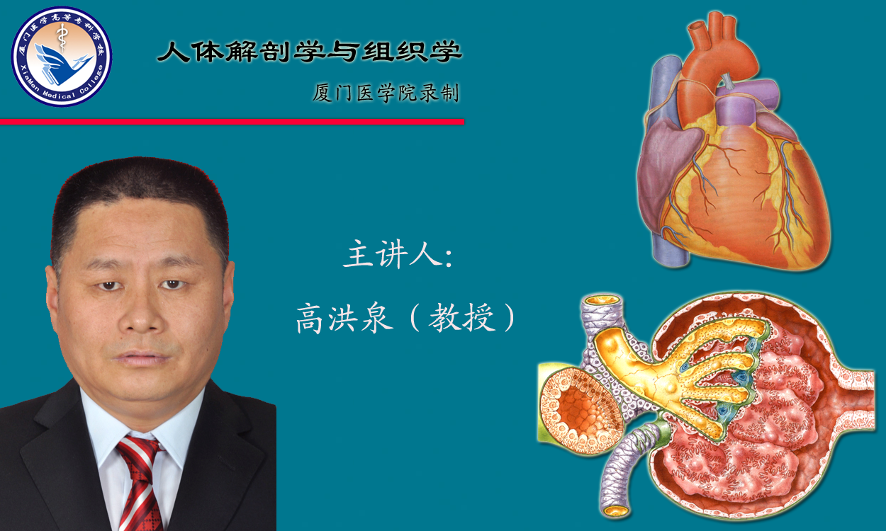 人体解剖学课程封面