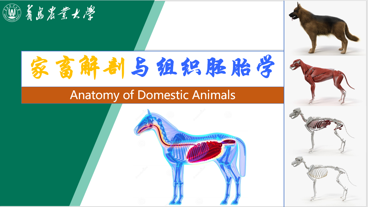 家畜解剖学与组织胚胎学实验课程封面