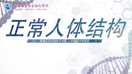 [公开课]正常人体结构课程封面