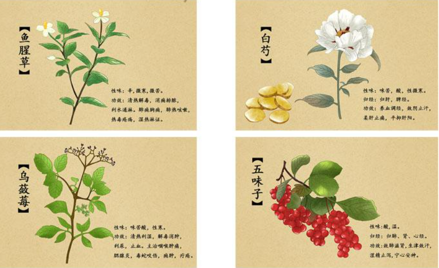 药用植物识别与应用课程封面