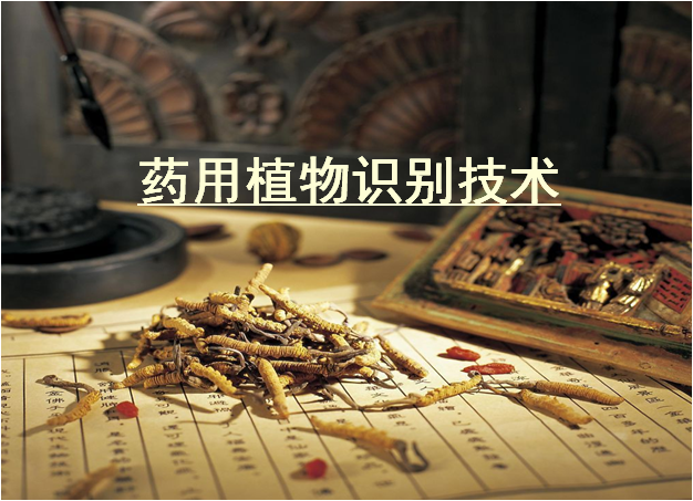 药用植物识别技术课程封面