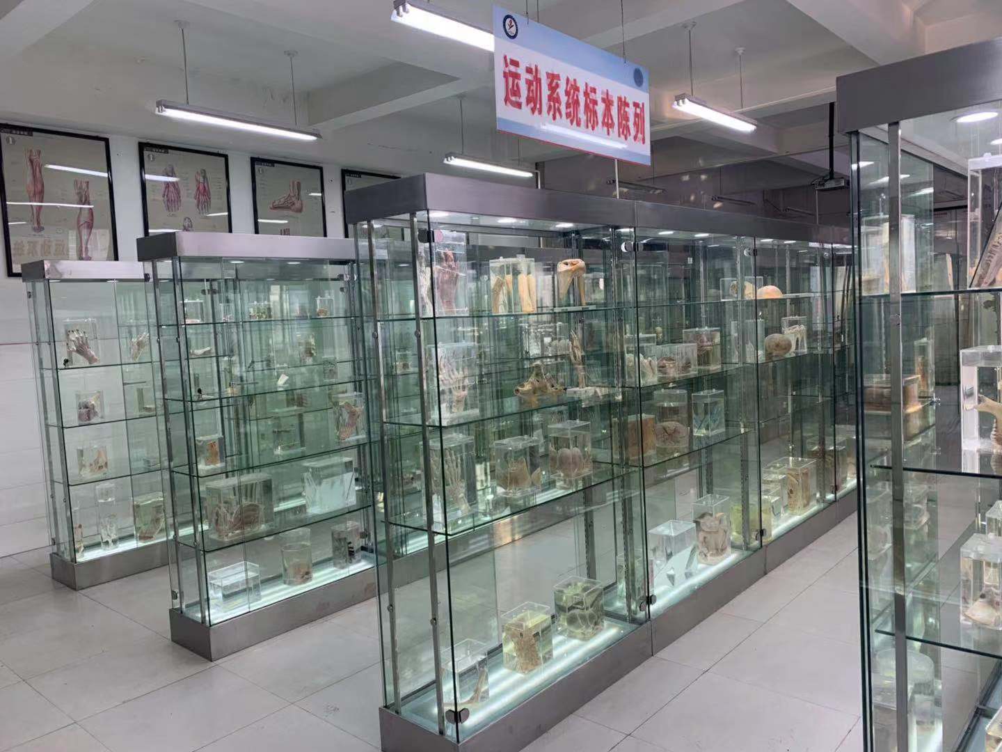 系统解剖学课程封面