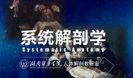 系统解剖学课程封面