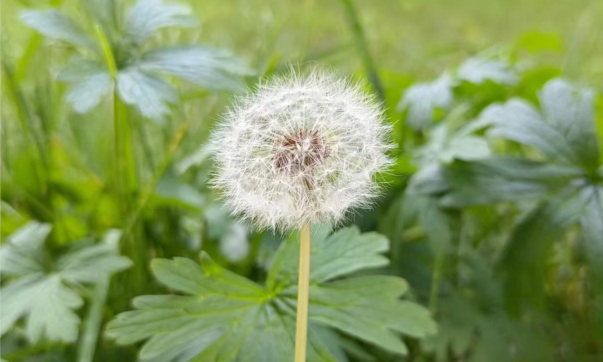 种子学课程封面