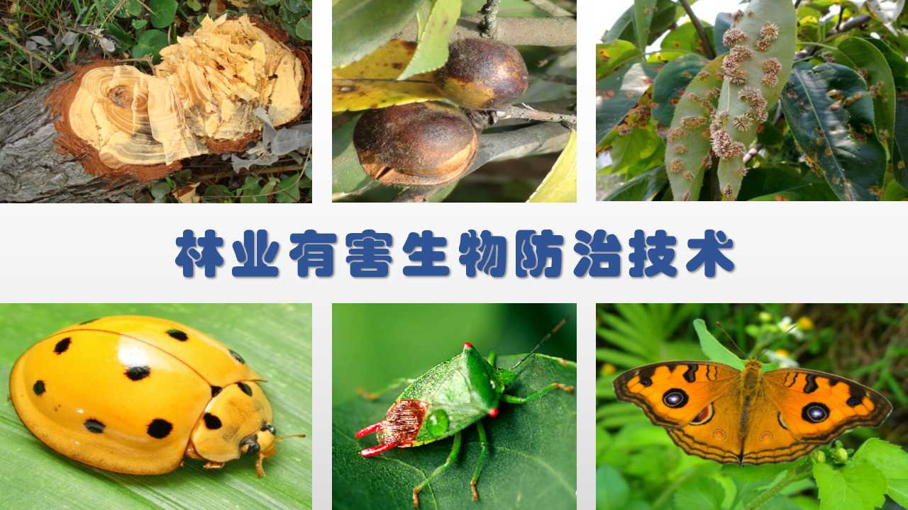 林业有害生物控制技术课程封面