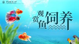 观赏鱼饲养课程封面
